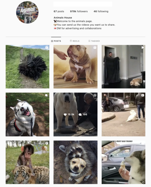 795K Animals Instagram Account
