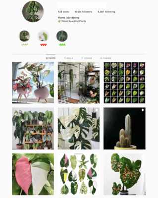 Plant Lifestyle Instagram Account for sale