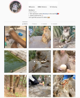 Monkey Animals instagram account for sale