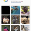 Animals Wildlife Instagram Account for Sale