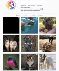 Animals Wildlife Instagram Account for Sale