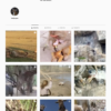 Buy Animals Instagram Account for Sale