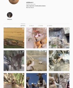 Buy Animals Instagram Account for Sale