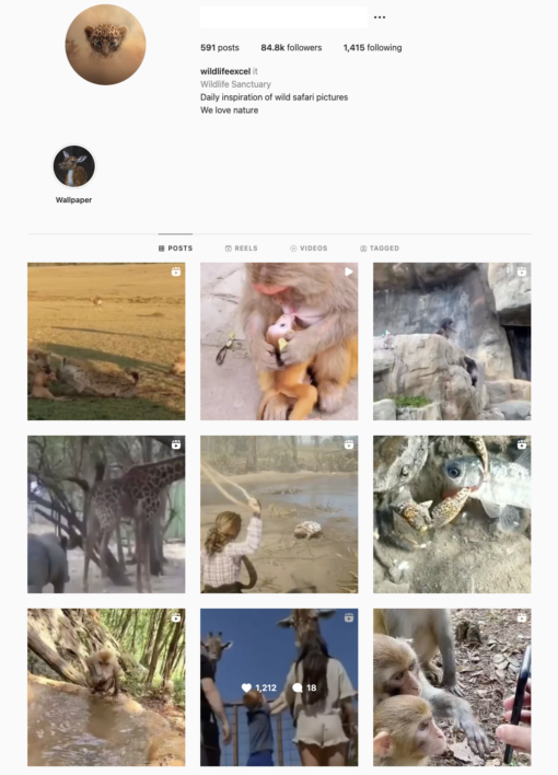 Buy Animals Instagram Account for Sale